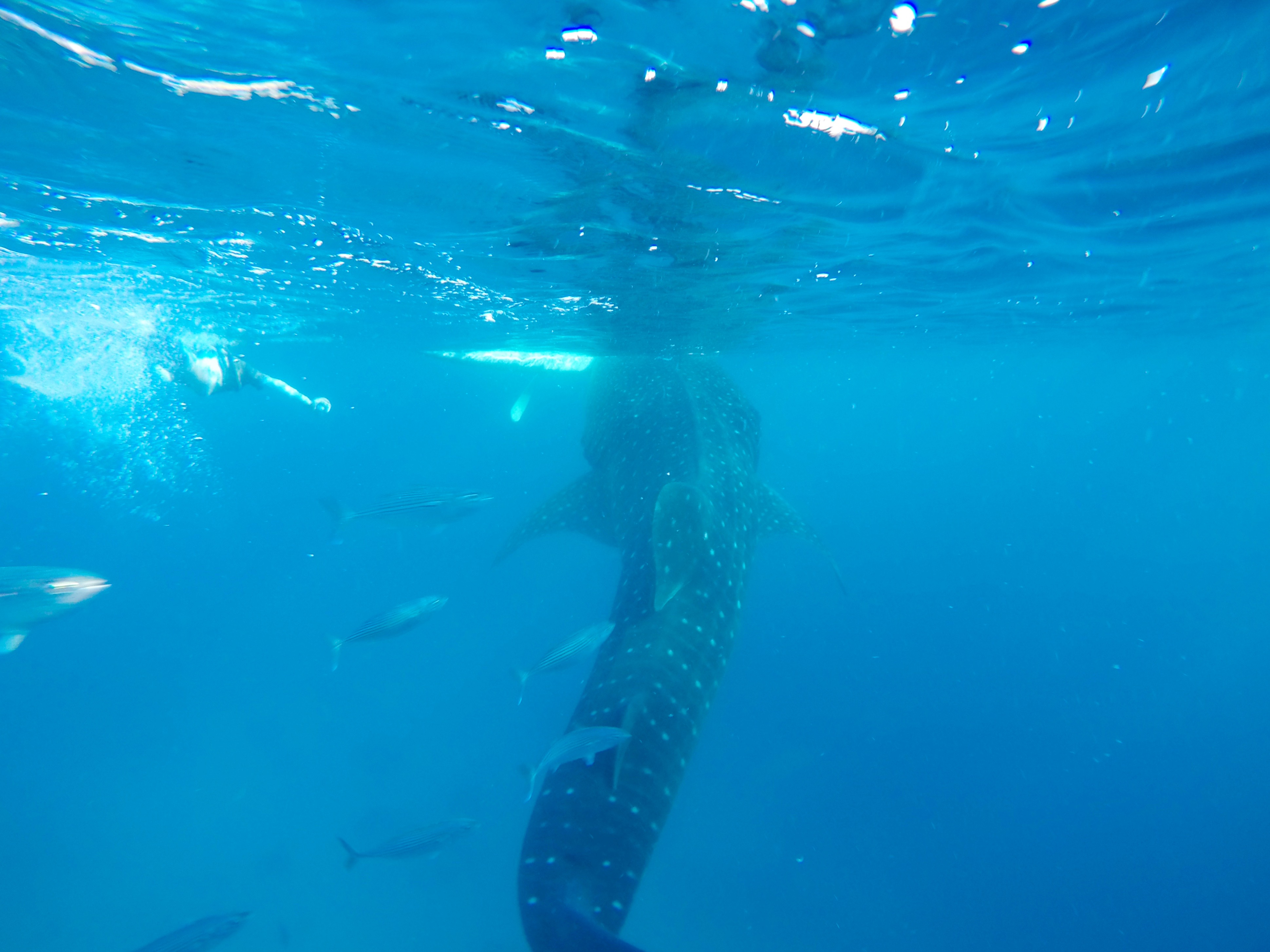[:de]Oslob · Schnorcheln mit Walhaien[:en]Oslob · Whale shark watching[:fr]Oslob · Nager avec les requins-baleines[:]