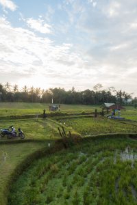 Best Airbnb Stay in Ubud surrounded by ricefields